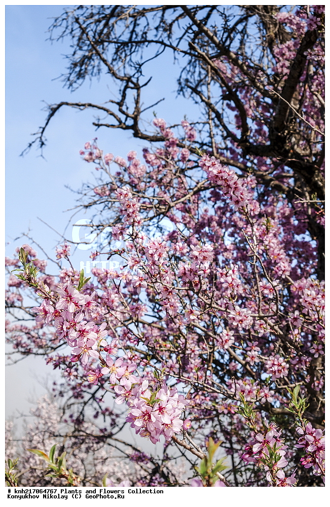 ���������, ���, ����� �����, ����, ������, ��������, �����, ������ ��������, ���������� ��������, ������������ ��������, ������������ ��������, ���������, ����������, ������, ����������� ��������, �����������, ������, �����, DONE, XYZ, ������������, �������, �����������, Rosaceae, ������� ������������, ������� �������, Amygdalus communis, Amygdalus dulcis, Prunus dulcis, Prunus amygdalus, Amygdalus communis