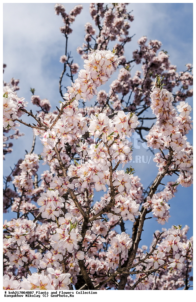 ���������, ���, ����� �����, ����, ������, ��������, �����, ������ ��������, ���������� ��������, ������������ ��������, ������������ ��������, ���������, ����������, ������, ����������� ��������, �����������, ������, �����, DONE, XYZ, ������������, �������, �����������, Rosaceae, ������� ������������, ������� �������, Amygdalus communis, Amygdalus dulcis, Prunus dulcis, Prunus amygdalus, Amygdalus communis