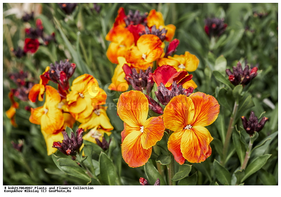 ���������, ���, ����� �����, ����, ������, ��������, �����, ������ ��������, ���������� ��������, ������������ ��������, ������������ ��������, ������������, ������������ �����������, �����������, ������������, ������� ��������, ������� ��������,����������� ��������, �����, ����������� ��������, �����, ����������� ��������, �����������, ������, �����, DONE, XYZ, ���������, ����������, �������������, Brassicaceae, Cruciferae, ��������� ����, ��������� ����, ���������� �������, ��������, Cheiranthus cheiri, Cheiranthus corinthius, Erysimum cheiri