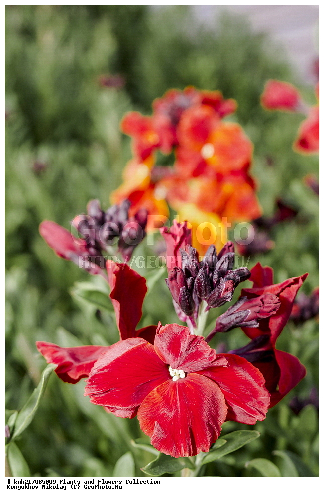 ���������, ���, ����� �����, ����, ������, ��������, �����, ������ ��������, ���������� ��������, ������������ ��������, ������������ ��������, ������������, ������������ �����������, �����������, ������������, ������� ��������, ������� ��������,����������� ��������, �����, ����������� ��������, �����, ����������� ��������, �����������, ������, �����, DONE, XYZ, ���������, ����������, �������������, Brassicaceae, Cruciferae, ��������� ����, ��������� ����, ���������� �������, ��������, Cheiranthus cheiri, Cheiranthus corinthius, Erysimum cheiri