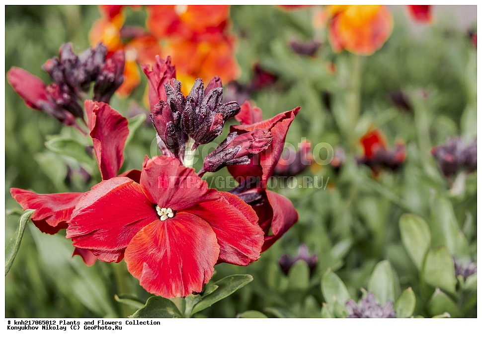 ���������, ���, ����� �����, ����, ������, ��������, �����, ������ ��������, ���������� ��������, ������������ ��������, ������������ ��������, ������������, ������������ �����������, �����������, ������������, ������� ��������, ������� ��������,����������� ��������, �����, ����������� ��������, �����, ����������� ��������, �����������, ������, �����, DONE, XYZ, ���������, ����������, �������������, Brassicaceae, Cruciferae, ��������� ����, ��������� ����, ���������� �������, ��������, Cheiranthus cheiri, Cheiranthus corinthius, Erysimum cheiri