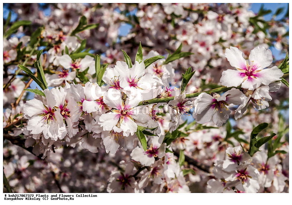 ���������, ���, ����� �����, ����, ������, ��������, �����, ������ ��������, ���������� ��������, ������������ ��������, ������������ ��������, ���������, ����������, ������, ����������� ��������, �����������, ������, �����, DONE, XYZ, ������������, �������, �����������, Rosaceae, ������� ������������, ������� �������, Amygdalus communis, Amygdalus dulcis, Prunus dulcis, Prunus amygdalus, Amygdalus communis