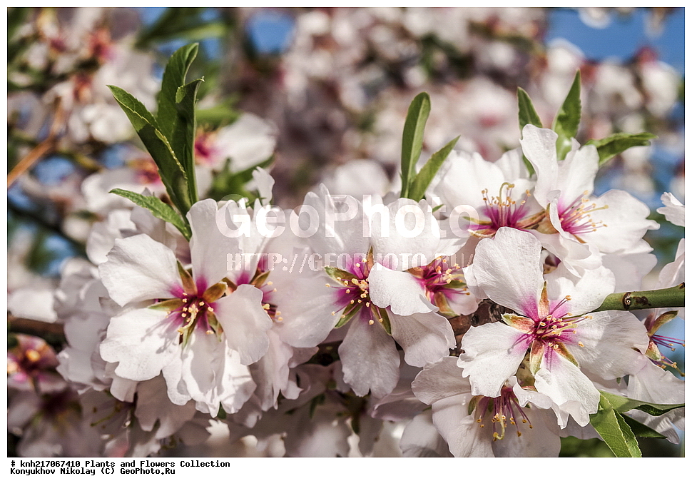 ���������, ���, ����� �����, ����, ������, ��������, �����, ������ ��������, ���������� ��������, ������������ ��������, ������������ ��������, ���������, ����������, ������, ����������� ��������, �����������, ������, �����, DONE, XYZ, ������������, �������, �����������, Rosaceae, ������� ������������, ������� �������, Amygdalus communis, Amygdalus dulcis, Prunus dulcis, Prunus amygdalus, Amygdalus communis