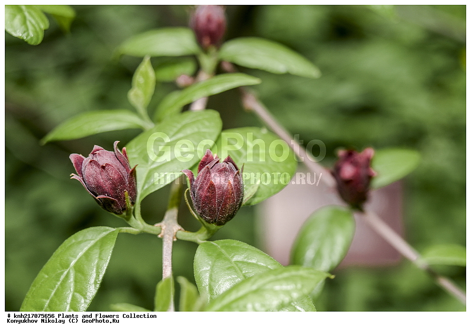 ������������, ���, ������������ ���, ������, ���, ���������� ��������������� �����������, �����������, ������, ������, ������, ��������, ������ ��������, �����, ���������� ��������, ������������ ��������, ������������ ��������, ������������, ������������ �����������, �����������, ������������, ������� ��������, ������� ��������, ���������, ����������, ����������� ��������, �����������, ������, �����, DONE, XYZ, ������������, Calycanthaceae, �������� ��������, ����������� ��������, ���������� ����������, Calycanthus floridus, �������, �����