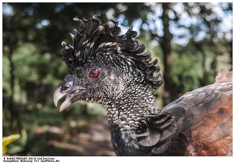 �������, ����������� ���, �������� ����, �������� ���, ���, ����������� �������, �������� �������, �������, ����������, ��������������, ���������� ���������, ��������� ��������, ��������, �����, �����, ��������, �����������, DONE, XYZ, ������, �����, ��������� ����, Cracidae, ������� �����, ������� �����, Crax rubra, �����, ������� ����������� ���, ����������� �������� ���, �����