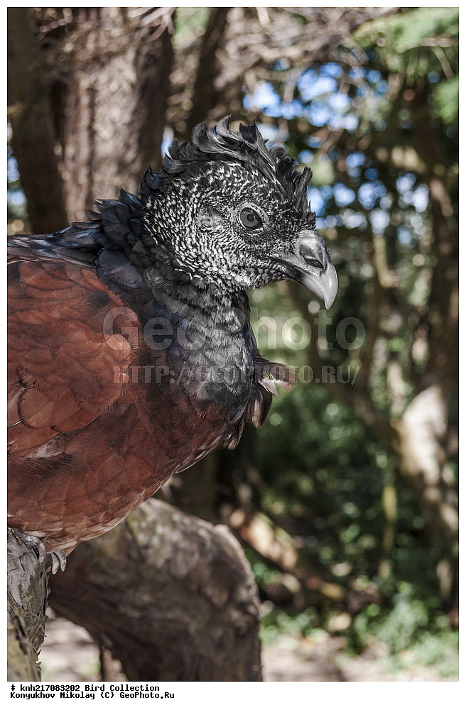 �������, ����������� ���, �������� ����, �������� ���, ���, ����������� �������, �������� �������, �������, ����������, ��������������, ���������� ���������, ��������� ��������, ��������, �����, �����, ��������, �����������, DONE, XYZ, ������, �����, ��������� ����, Cracidae, ������� �����, ������� �����, Crax rubra, �����, ������� ����������� ���, ����������� �������� ���, �����