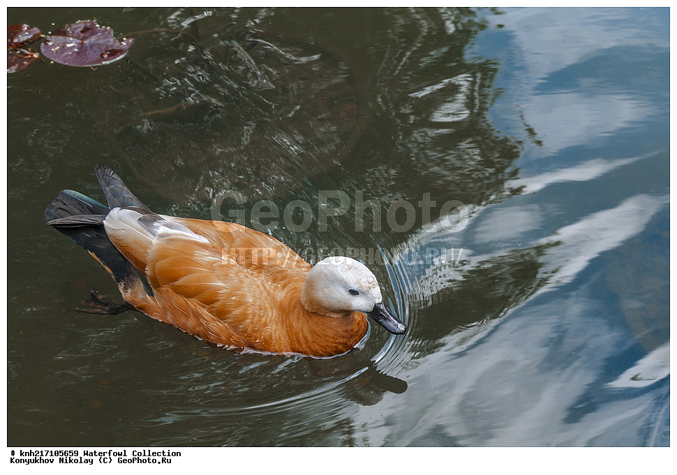 �����, ������������, ���, ������������ ���, ������, ���, ���������� ��������������� �����������, �����������, ������, ������, ���������� �������, ����������� ������, ����������� ����������� �����, ������, ��������, ��������, �����, �����, ��������, �����������, �����������������, ������������� �����, ������������� �����, DONE, XYZ, ������, Anatidae, �����, ������� ����, Tadorna ferruginea