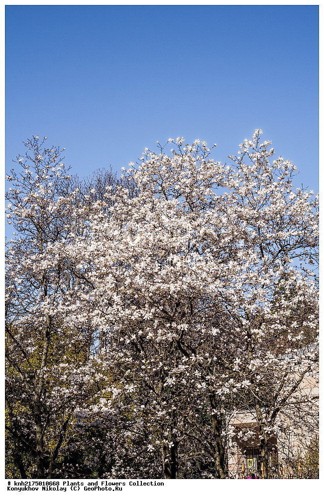 �����, ����, ��������� ������������ ���, ������, ���, ����� �����, ����, ������, ��������, �����, ������ ��������, ���������� ��������, ������, ���������, ����������, ����������� ��������, �����������, ������������ ��������, ������������ ��������, ������������, ������������, ������������, �����������, ������, �����, DONE, XYZ, �����������, Magnoliaceae, �������� �������, Magnolia loebneri, Magnolia x loebneri, Magnolia stellata x Magnolia kobus, Magnolia stellata, Magnolia kobus, �����