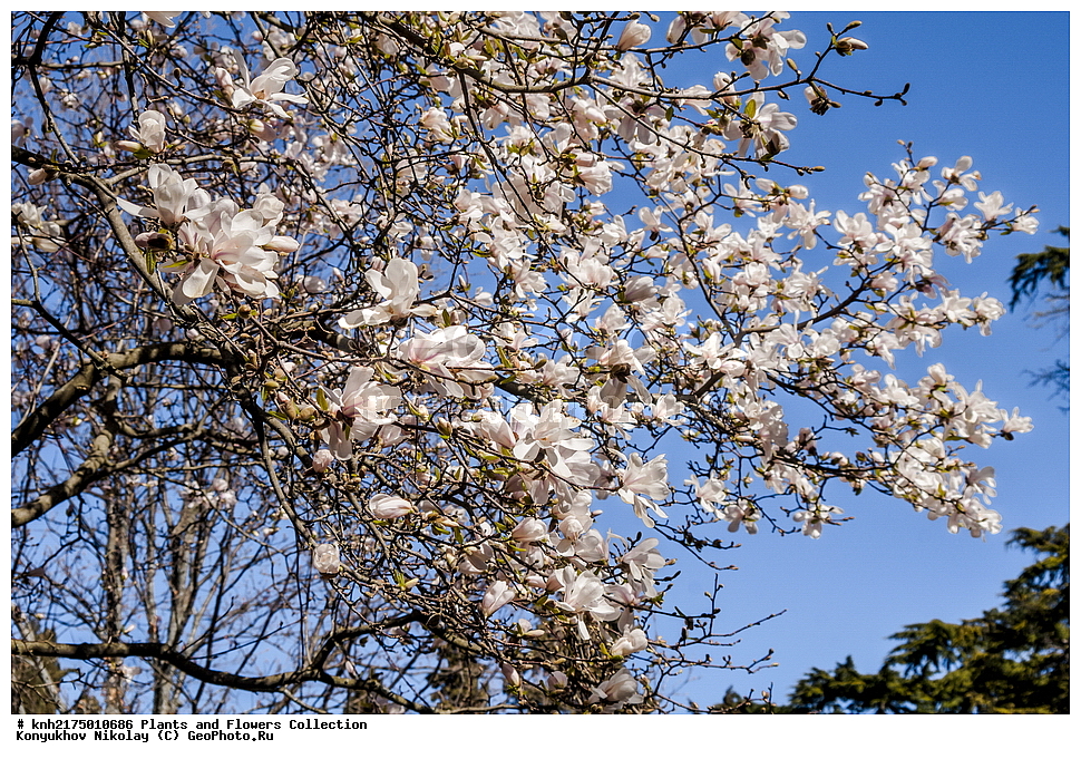 �����, ����, ��������� ������������ ���, ������, ���, ����� �����, ����, ������, ��������, �����, ������ ��������, ���������� ��������, ������, ���������, ����������, ����������� ��������, �����������, ������������ ��������, ������������ ��������, ������������, ������������, ������������, �����������, ������, �����, DONE, XYZ, �����������, Magnoliaceae, �������� �������, Magnolia loebneri, Magnolia x loebneri, Magnolia stellata x Magnolia kobus, Magnolia stellata, Magnolia kobus, �����