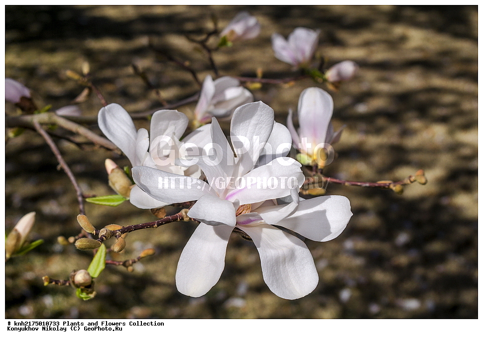 �����, ����, ��������� ������������ ���, ������, ���, ����� �����, ����, ������, ��������, �����, ������ ��������, ���������� ��������, ������, ���������, ����������, ����������� ��������, �����������, ������������ ��������, ������������ ��������, ������������, ������������, ������������, �����������, ������, �����, DONE, XYZ, �����������, Magnoliaceae, �������� �������, Magnolia loebneri, Magnolia x loebneri, Magnolia stellata x Magnolia kobus, Magnolia stellata, Magnolia kobus, �����