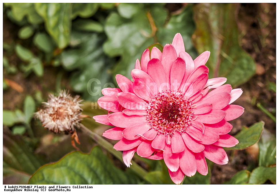 �����, ������������, ���, ������������ ���, ������, ���, ���������� ��������������� �����������, �����������, ������, ������, ���������� �������, ����������� ������, ����������� ����������� �����, ������, ��������, �����, ������ ��������, ���������� ��������, ����������� ��������, �����, ����������� ��������, �����, ����������� ��������, �����������, �����������, ������������ ��������, ������������ ��������, ������������, ������������, ������������, �����������, �������, ������� ��������, ������, �����, DONE, XYZ, ��������, �������������, Asteraceae, Compositae, �������, ������� ���������, Gerbera hybrida