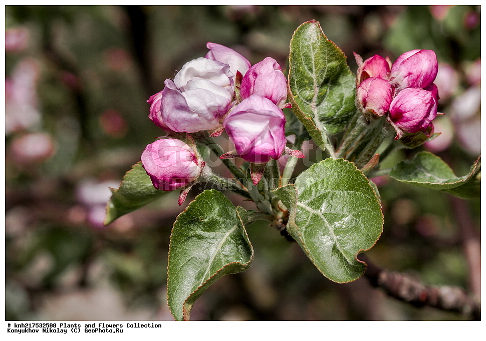 �����������, ���������� �������, ������, ������ ��������, �����, ���������� ��������, ������� ��������, ������� ��������, ������, ����������� ��������, �����������, �����������, ������, �����, ���������� ��������, ���������� ��������, �������������������� ��������, ������������, ������������, XYZ, DONE, ������������, �������, �����������, Rosaceae, ������ ��������, ������ ����������, Malus domestica, ����������� ��������, �����������, �����������, ������, ����������� ������, ����������� ����������� �����, ����������� ������, ����������� ����������� �����