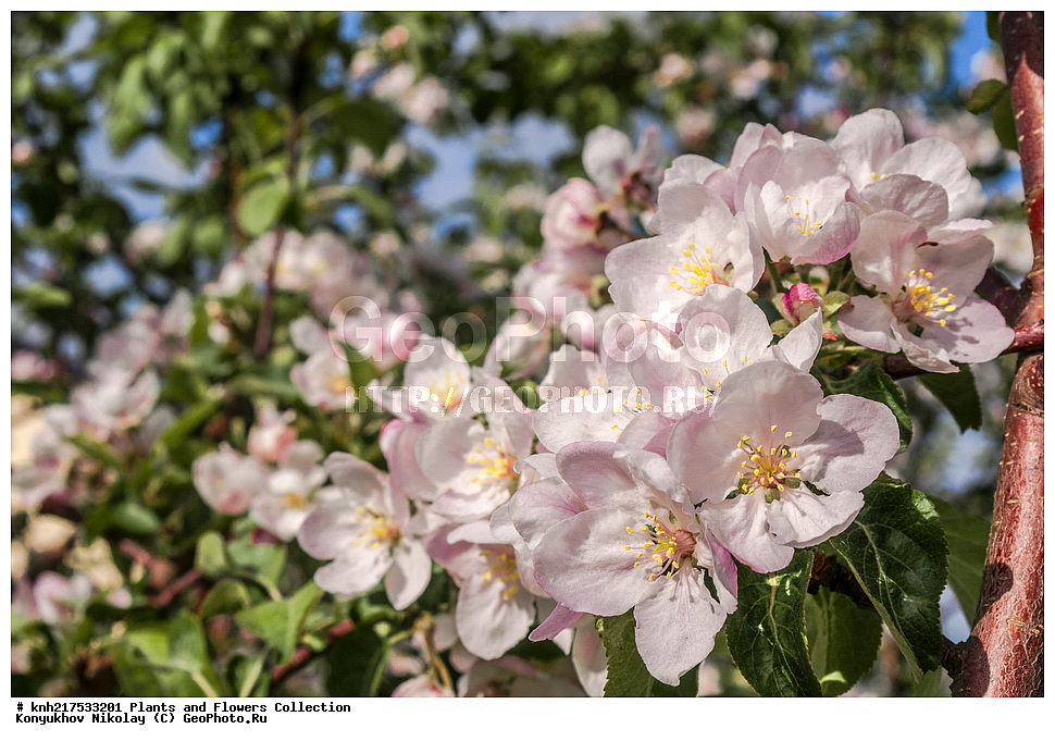 �����������, ���������� �������, ������, ������ ��������, �����, ���������� ��������, ������� ��������, ������� ��������, ������, ����������� ��������, �����������, �����������, ������, �����, ���������� ��������, ���������� ��������, �������������������� ��������, ������������, ������������, XYZ, DONE, ������������, �������, �����������, Rosaceae, ������ ��������, ������ ����������, Malus domestica, ����������� ��������, �����������, �����������, ������, ����������� ������, ����������� ����������� �����, ����������� ������, ����������� ����������� �����