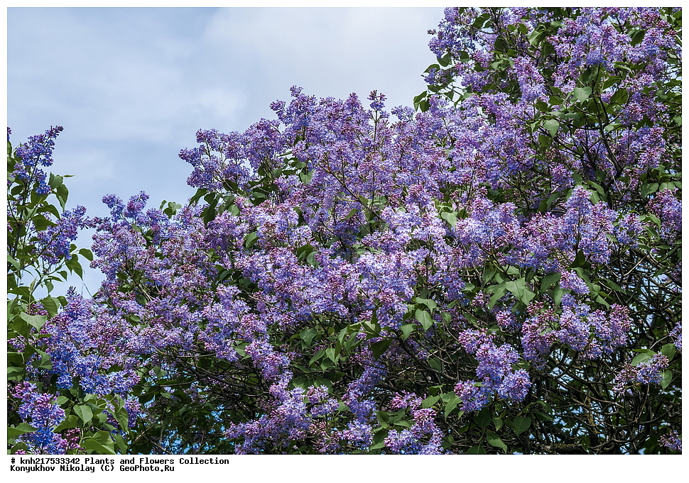 �����, ������������ �����������, ���������� �������, ����������� ������, ����������� ����������� �����, ������, ������ ��������, �����, ��������, ���������� ��������, ������� ��������, ������� ��������, ������, �����, XYZ, ����������, ���������, Oleaceae, ������ ������������, Syringa vulgaris, ���������, ����������, ����������� ��������, �����������, ������������ ��������, ������������ ��������, ������������, ������������, ������������, �����������, �������