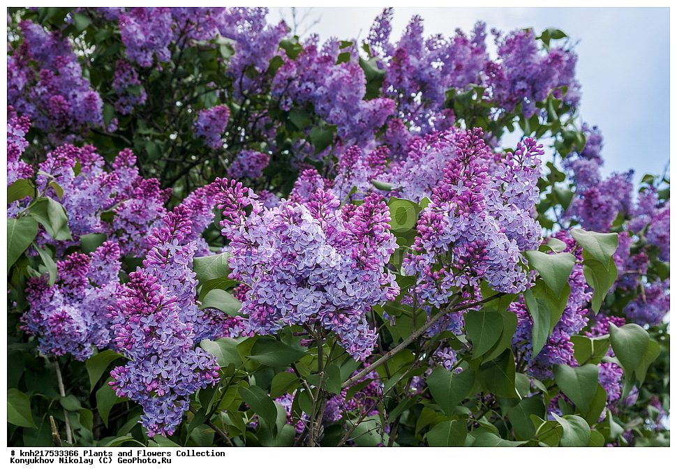 �����, ������������ �����������, ���������� �������, ����������� ������, ����������� ����������� �����, ������, ������ ��������, �����, ��������, ���������� ��������, ������� ��������, ������� ��������, ������, �����, XYZ, ����������, ���������, Oleaceae, ������ ������������, Syringa vulgaris, ���������, ����������, ����������� ��������, �����������, ������������ ��������, ������������ ��������, ������������, ������������, ������������, �����������, �������