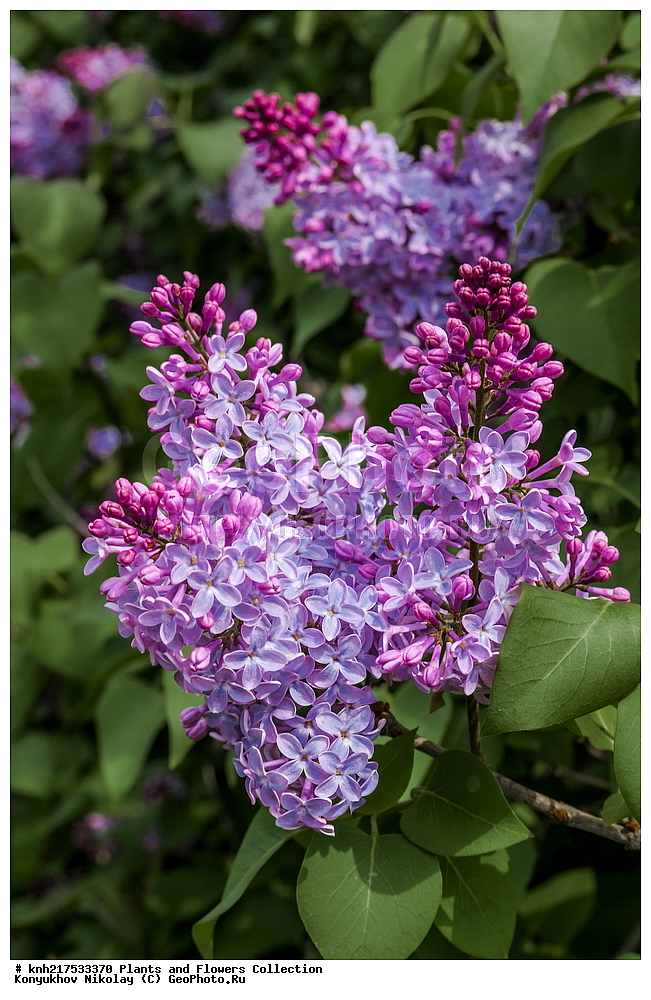 �����, ������������ �����������, ���������� �������, ����������� ������, ����������� ����������� �����, ������, ������ ��������, �����, ��������, ���������� ��������, ������� ��������, ������� ��������, ������, �����, XYZ, ����������, ���������, Oleaceae, ������ ������������, Syringa vulgaris, ���������, ����������, ����������� ��������, �����������, ������������ ��������, ������������ ��������, ������������, ������������, ������������, �����������, �������