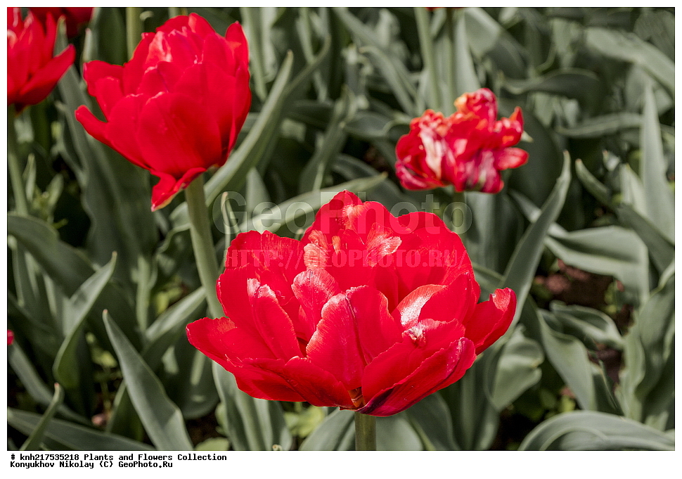 �����, ������������, ���, ������������ ���, ������, ���, ���������� ��������������� �����������, �����������, ������, ������, ������, ��������, �����, ������ ��������, ���������� ��������, ����������� ��������, �����, ����������� ��������, �����, ����������� ��������, �����������, �����������, ������������ ����������, ��������, ��������, ����������, ������������ ��������, ������������ ��������, ������������, ������������, ������������, �����������, ������, �����, DONE, XYZ, ��������, Liliaceae, ������� �������, Tulipa hybrida, Tulipa x hybrida, ������� ������� �������� �������, �������