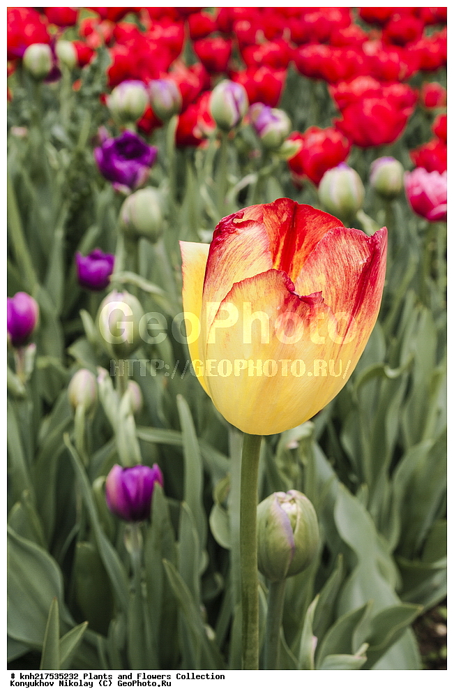 �����, ������������, ���, ������������ ���, ������, ���, ���������� ��������������� �����������, �����������, ������, ����������� ������, ����������� ����������� �����, ������, ������, ��������, �����, ������ ��������, ���������� ��������, ����������� ��������, �����, ����������� ��������, �����, ����������� ��������, �����������, �����������, ������������ ����������, ��������, ��������, ����������, ������������ ��������, ������������ ��������, ������������, ������������, ������������, �����������, ������, �����, DONE, XYZ, ��������, Liliaceae, ������� �������, Tulipa hybrida, Tulipa x hybrida, ������, �����, �������