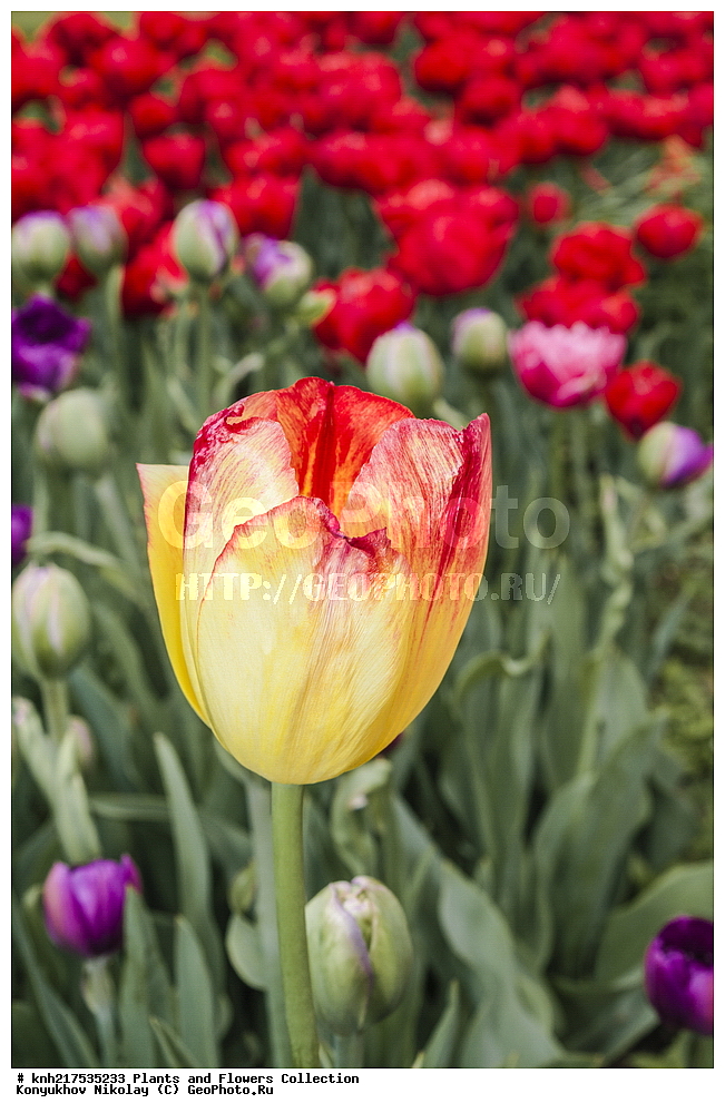 �����, ������������, ���, ������������ ���, ������, ���, ���������� ��������������� �����������, �����������, ������, ����������� ������, ����������� ����������� �����, ������, ������, ��������, �����, ������ ��������, ���������� ��������, ����������� ��������, �����, ����������� ��������, �����, ����������� ��������, �����������, �����������, ������������ ����������, ��������, ��������, ����������, ������������ ��������, ������������ ��������, ������������, ������������, ������������, �����������, ������, �����, DONE, XYZ, ��������, Liliaceae, ������� �������, Tulipa hybrida, Tulipa x hybrida, ������, �����, �������