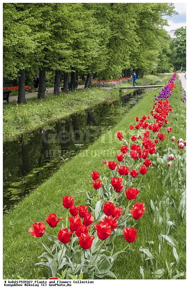 �����, ������������, ���, ������������ ���, ������, ���, ���������� ��������������� �����������, �����������, ������, ����������� ������, ����������� ����������� �����, ������, ������, ��������, �����, ������ ��������, ���������� ��������, ����������� ��������, �����, ����������� ��������, �����, ����������� ��������, �����������, �����������, ������������ ����������, ��������, ��������, ����������, ������������ ��������, ������������ ��������, ������������, ������������, ������������, �����������, ������, �����, DONE, XYZ, ��������, Liliaceae, ������� ������ �������, Tulipa greigii, �������