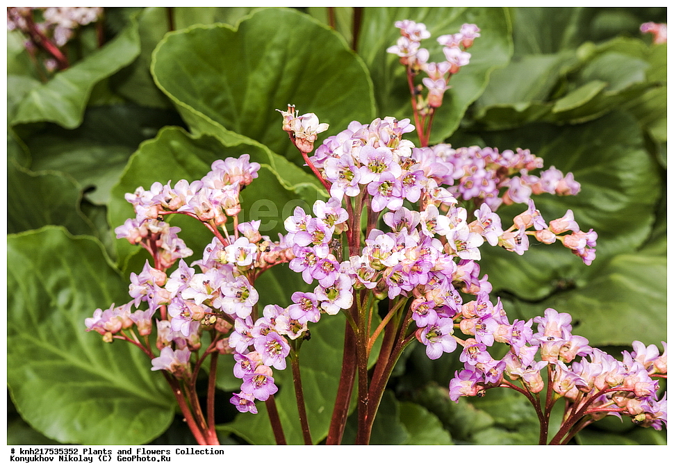 �����, ������������, ���, ������������ ���, ������, ���, ���������� ��������������� �����������, �����������, ������, ������, ���������� �������, ����������� ������, ����������� ����������� �����, ������, ��������, �����, ������ ��������, ���������� ��������, ����������� ��������, �����, ����������� ��������, �����, ����������� ��������, �����������, �����������, ������������ ��������, ������������ ��������, ������������, ������������, ������������, �����������, �������, ������� ��������, ������, �����, DONE, XYZ, �������������, Saxifragaceae, ����� �������������, ����� �������������, ���������� �������������, ����������� ���, Bergenia crassifolia, Bergenia bifolia, Bergenia cordifolia, Bergenia crassifolia var. cordifolia, Saxifraga cordifolia, Saxifraga crassifolia, Saxifraga crassifolia var. elliptica, Saxifraga crassifolia var. obovata, Saxifraga crassifolia var. pauciflora