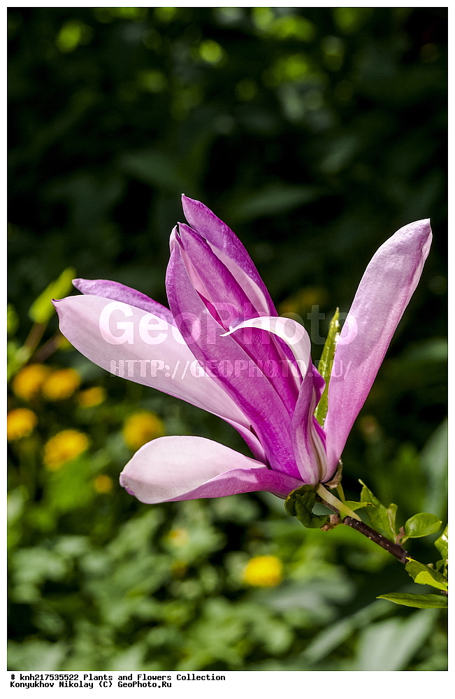 �����, ������������, ���, ������������ ���, ������, ���, ���������� ��������������� �����������, �����������, ������, ������, ���������� �������, ����������� ������, ����������� ����������� �����, ������, ��������, �����, ������ ��������, ���������� ��������, ���������, �����, ����������, ����������� ��������, �����������, �����������, ������������ ��������, ������������ ��������, ������������, ������������, ������������, �����������, �������, ������� ��������, ������, �����, DONE, XYZ, �����������, Magnoliaceae, �������� ���������, ������, Magnolia liliiflora, Nigra, Magnolia stellata, Rosea