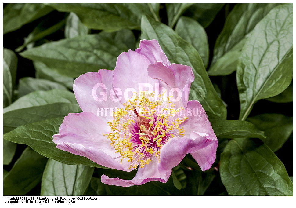 �����, ������������, ���, ������������ ���, ������, ���, ���������� ��������������� �����������, �����������, ������, ������, ���������� �������, ����������� ������, ����������� ����������� �����, ������, ��������, �����, ������ ��������, ���������� ��������, ����������� ��������, �����, ����������� ��������, �����, ����������� ��������, �����������, �����������, ������������ ��������, ������������ ��������, ������������, ������������, ������������, �����������, �������, ������� ��������, ������, �����, DONE, XYZ, ��������, Paeoniaceae, ����, Paeonia sp.