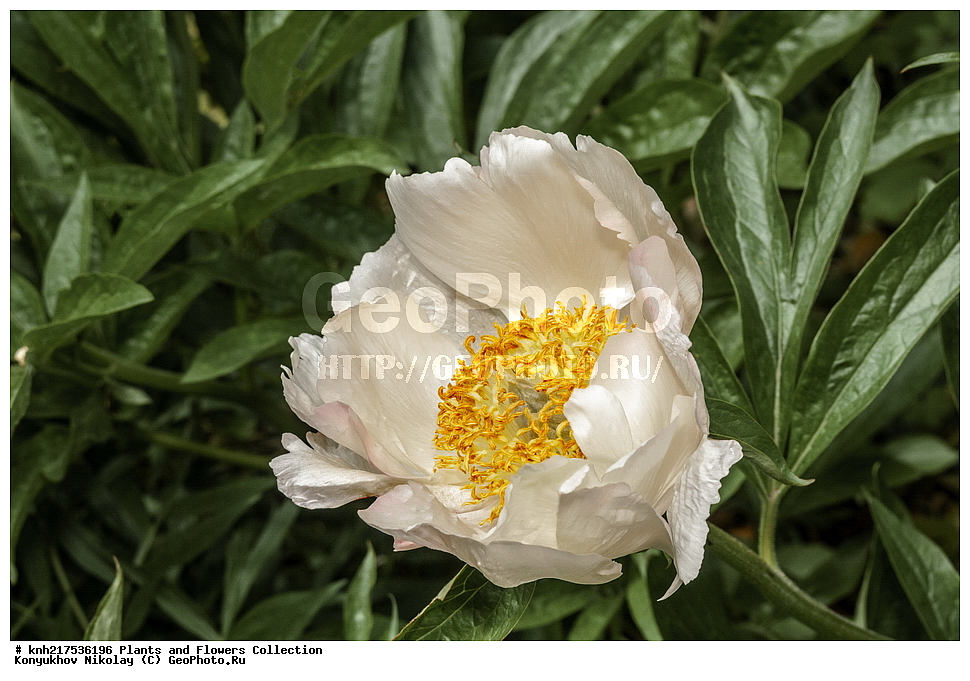 �����, ������������, ���, ������������ ���, ������, ���, ���������� ��������������� �����������, �����������, ������, ������, ���������� �������, ����������� ������, ����������� ����������� �����, ������, ��������, �����, ������ ��������, ���������� ��������, ����������� ��������, �����, ����������� ��������, �����, ����������� ��������, �����������, �����������, ������������ ��������, ������������ ��������, ������������, ������������, ������������, �����������, �������, ������� ��������, ������, �����, DONE, XYZ, ��������, Paeoniaceae, ����, Paeonia sp.