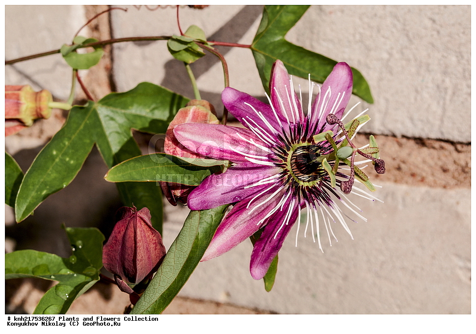 �����������, ���������� �������, ����������� ������, ����������� ����������� �����, ������, ������ ��������, �����, ���������� ��������, ���������� ��������, ���������, ��������� ��������, ��������� ��������, ����������� ��������, ����������� ��������, ������, �����, ����������� ��������, �����, ����������� ��������, �����, �����, �����, ����������� ��������, �����������, �����������, ������������ ��������, ������������ ��������, ������������, ������������, ������������, �����������, �������, ������� ��������, DONE, XYZ, ��������������, Passifloraceae, ����������� ��������, ���������� ��������, Passiflora x violacea, Passiflora racemosa x Passiflora caerulea