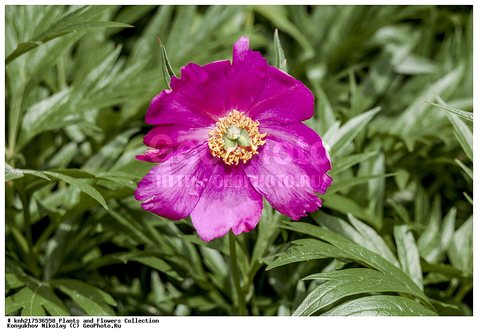 �����, ������������, ���, ������������ ���, ������, ���, ���������� ��������������� �����������, �����������, ������, ������, ���������� �������, ����������� ������, ����������� ����������� �����, ������, ��������, �����, ������ ��������, ���������� ��������, ����������� ��������, �����, ����������� ��������, �����, ����������� ��������, �����������, �����������, ������������ ��������, ������������ ��������, ������������, ������������, ������������, �����������, �������, ������� ��������, ������, �����, DONE, XYZ, ��������, Paeoniaceae, ����, Paeonia sp.