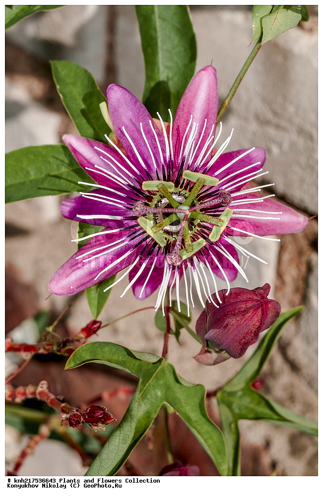 �����������, ���������� �������, ����������� ������, ����������� ����������� �����, ������, ������ ��������, �����, ���������� ��������, ���������� ��������, ���������, ��������� ��������, ��������� ��������, ����������� ��������, ����������� ��������, ������, �����, ����������� ��������, �����, ����������� ��������, �����, �����, �����, ����������� ��������, �����������, �����������, ������������ ��������, ������������ ��������, ������������, ������������, ������������, �����������, �������, ������� ��������, DONE, XYZ, ��������������, Passifloraceae, ����������� ��������, ���������� ��������, Passiflora x violacea, Passiflora racemosa x Passiflora caerulea