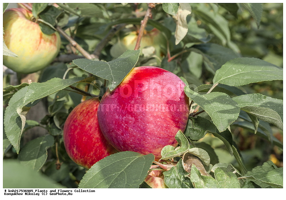  �����������, ���������� �������, ������, ������ ��������, �����, ���������� ��������, ������� ��������, ������� ��������, ������, ����������� ��������, �����������, �����������, �����, ������, ����, �����, ���������� ��������, ���������� ��������, �������������������� ��������, ������������, ������������, XYZ, DONE, ������������, �������, �����������, Rosaceae, ������ ��������, ������ ����������, Malus domestica, ����������� ������, ����������� ����������� �����, ����������� ������, ����������� ����������� �����