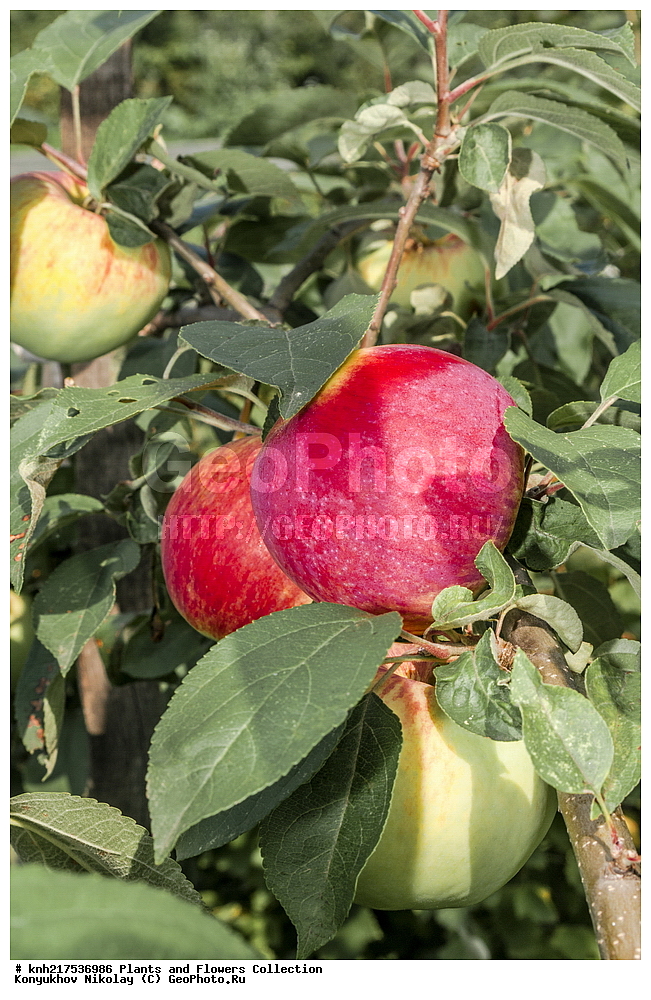  �����������, ���������� �������, ������, ������ ��������, �����, ���������� ��������, ������� ��������, ������� ��������, ������, ����������� ��������, �����������, �����������, �����, ������, ����, �����, ���������� ��������, ���������� ��������, �������������������� ��������, ������������, ������������, XYZ, DONE, ������������, �������, �����������, Rosaceae, ������ ��������, ������ ����������, Malus domestica, ����������� ������, ����������� ����������� �����, ����������� ������, ����������� ����������� �����