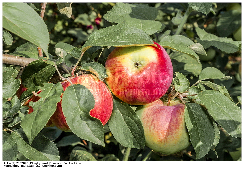  �����������, ���������� �������, ������, ������ ��������, �����, ���������� ��������, ������� ��������, ������� ��������, ������, ����������� ��������, �����������, �����������, �����, ������, ����, �����, ���������� ��������, ���������� ��������, �������������������� ��������, ������������, ������������, XYZ, DONE, ������������, �������, �����������, Rosaceae, ������ ��������, ������ ����������, Malus domestica, ����������� ������, ����������� ����������� �����, ����������� ������, ����������� ����������� �����