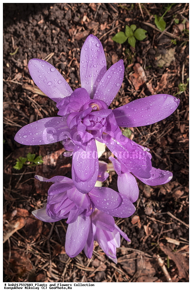 �����������, ���������� �������, ������, ��������, �����, ������ ��������, ���������� ��������, ����������� ��������, �����, ����������� ��������, �����, ����������� ��������, �����������, �����������, ������������ ����������, ��������, ��������, ����������, ������������ ��������, ������������ ��������, ������������, ������������, ������������, �����������, ������, �����, DONE, XYZ, ������������, Liliales, ����������������, Colchicaceae, ������������ ���������, ������������, ������� �����, ������������ ����� Waterlily, Colchicum speciosum, Colchicum autumnale, ����������� ������, ����������� ����������� �����, ����������� ������, ����������� ����������� �����