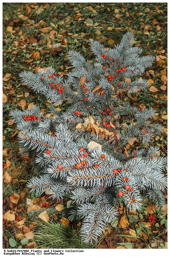 �����������, ���������� �������, ������, ������ ��������, �����, ��������, ���������� ��������, ������� ��������, ������� ��������, ����, ���������, ����������, ������, ����������� ��������, �����������, �����������, ������������ ��������, ������������ ��������, �����, ������, ����, �����, XYZ, DONE, ������������, �������, �����������, Rosaceae, ������ ������������, Sorbus aucuparia, ��������, Pinaceae, ������� ���, ��� �������, ��� �������, Picea pungens, ����������� ������, ����������� ����������� �����, ����������� ������, ����������� ����������� �����