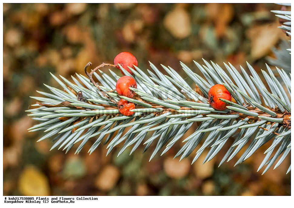 �����������, ���������� �������, ������, ������ ��������, �����, ��������, ���������� ��������, ������� ��������, ������� ��������, ����, ���������, ����������, ������, ����������� ��������, �����������, �����������, ������������ ��������, ������������ ��������, �����, ������, ����, �����, XYZ, DONE, ������������, �������, �����������, Rosaceae, ������ ������������, Sorbus aucuparia, ��������, Pinaceae, ������� ���, ��� �������, ��� �������, Picea pungens, ����������� ������, ����������� ����������� �����, ����������� ������, ����������� ����������� �����