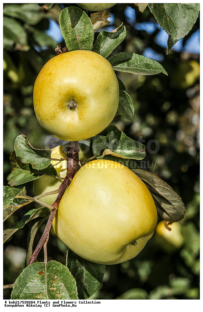  �����������, ���������� �������, ������, ������ ��������, �����, ���������� ��������, ������� ��������, ������� ��������, ������, ����������� ��������, �����������, �����������, �����, ������, ����, �����, ���������� ��������, ���������� ��������, �������������������� ��������, ������������, ������������, XYZ, DONE, ������������, �������, �����������, Rosaceae, ������ ��������, ������ ����������, Malus domestica, ����������� ������, ����������� ����������� �����, ����������� ������, ����������� ����������� �����