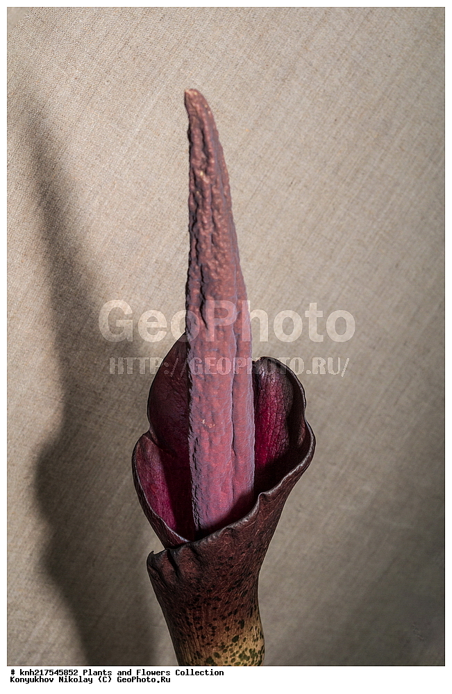 �����������, ���������� �������, ����������� ������, ����������� ����������� �����, ������, ������ ��������, ��������, �����, ���������� ��������, �����������, ����������� ��������, �����, ����������� ��������, �����������, �����������, ������������ ��������, ������������ ��������, ������������, ������������, ������������, �����������, �������, ������� ��������, ����������� ��������, ��������� ��������, ���������, ������, �����, DONE, XYZ, ��������, �����������, Araceae, ������������ ������, ������������ ������, Amorphophallus konjac, Amorphophallus rivieri, Hydrosme rivieri