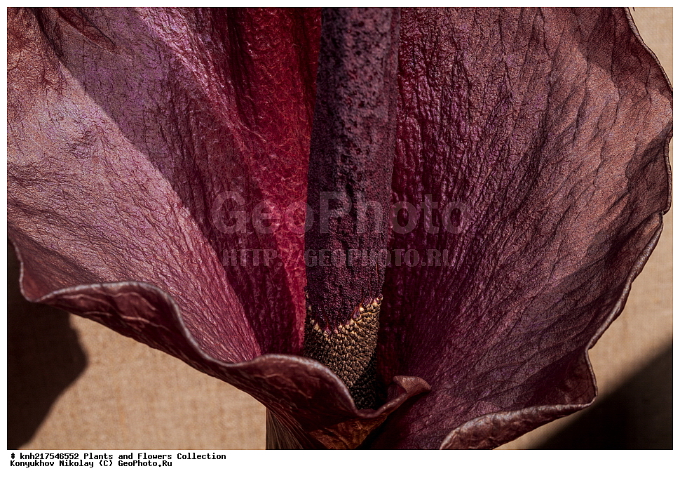 �����������, ���������� �������, ����������� ������, ����������� ����������� �����, ������, ������ ��������, ��������, �����, ���������� ��������, �����������, ����������� ��������, �����, ����������� ��������, �����������, �����������, ������������ ��������, ������������ ��������, ������������, ������������, ������������, �����������, �������, ������� ��������, ����������� ��������, ��������� ��������, ���������, ������, �����, DONE, XYZ, ��������, �����������, Araceae, ������������ ������, ������������ ������, Amorphophallus konjac, Amorphophallus rivieri, Hydrosme rivieri