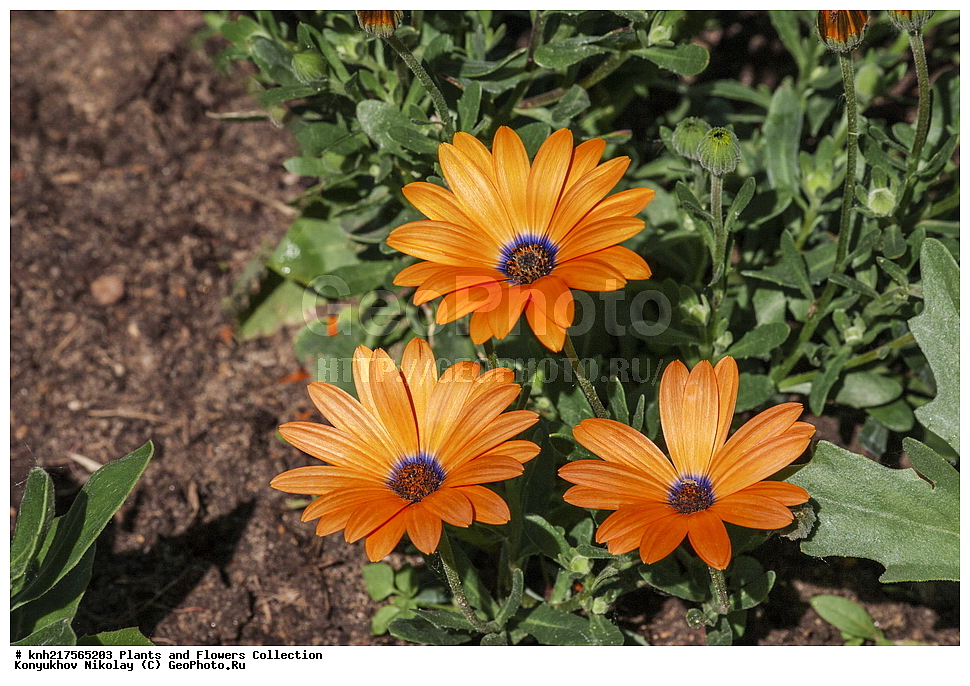 �����������, ���������� �������, ����������� ������, ����������� ����������� �����, ������, ������ ��������, ������ ��������, �����, ���������� ��������, ������� ��������, ������� ��������, ����������� ��������, �����, ����������� ��������, �����, ���������� ��������, ����������, ����������, ������������ ��������, ������������ ��������, ������������, ������������, ������������, �����������, �������, ������� ��������, ������� ��������, ������, �����, DONE, XYZ, ��������, �������������, Asteraceae, Compositae, ����������� ���������, Dimorphotheca sinuata, ����