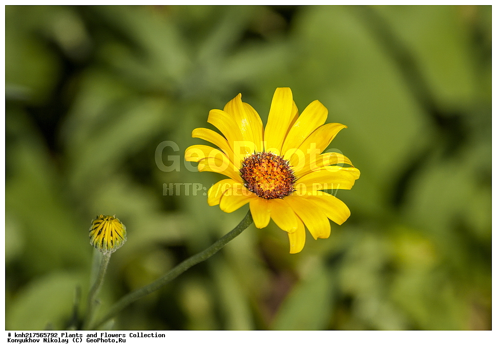 �����������, ���������� �������, ����������� ������, ����������� ����������� �����, ������, ������ ��������, ������ ��������, �����, ���������� ��������, ������� ��������, ������� ��������, ����������� ��������, �����, ����������� ��������, �����, ���������� ��������, ����������, ����������, ������������ ��������, ������������ ��������, ������������, ������������, ������������, �����������, �������, ������� ��������, ������� ��������, ������, �����, DONE, XYZ, ��������, �������������, Asteraceae, Compositae, ����������� ���������, Dimorphotheca sinuata, ����