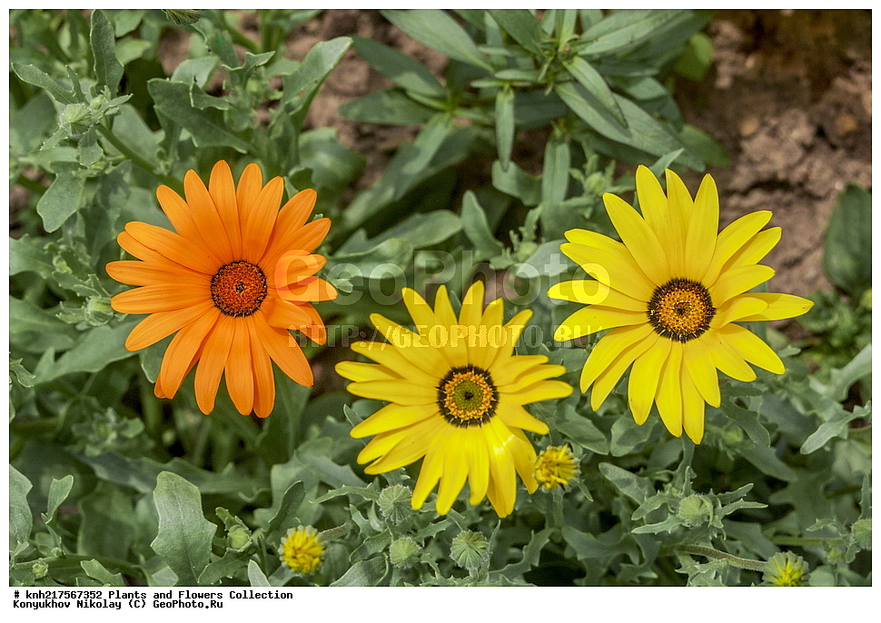 �����������, ���������� �������, ����������� ������, ����������� ����������� �����, ������, ������ ��������, ������ ��������, �����, ���������� ��������, ������� ��������, ������� ��������, ����������� ��������, �����, ����������� ��������, �����, ���������� ��������, ����������, ����������, ������������ ��������, ������������ ��������, ������������, ������������, ������������, �����������, �������, ������� ��������, ������� ��������, ������, �����, DONE, XYZ, ��������, �������������, Asteraceae, Compositae, ����������� ���������, Dimorphotheca sinuata, ����