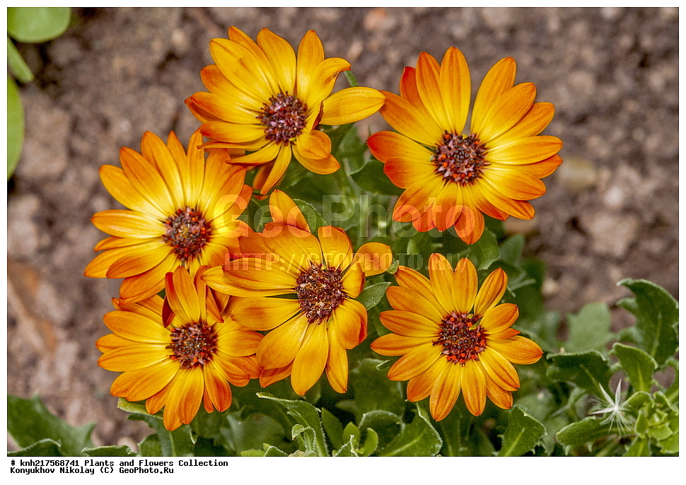 �����������, ���������� �������, ����������� ������, ����������� ����������� �����, ������, ������ ��������, ������ ��������, �����, ���������� ��������, ������� ��������, ������� ��������, ����������� ��������, �����, ����������� ��������, �����, ���������� ��������, ����������, ����������, ������������ ��������, ������������ ��������, ������������, ������������, ������������, �����������, �������, ������� ��������, ������� ��������, ������, �����, DONE, XYZ, ��������, �������������, Asteraceae, Compositae, ����������� ���������, Dimorphotheca sinuata, ����