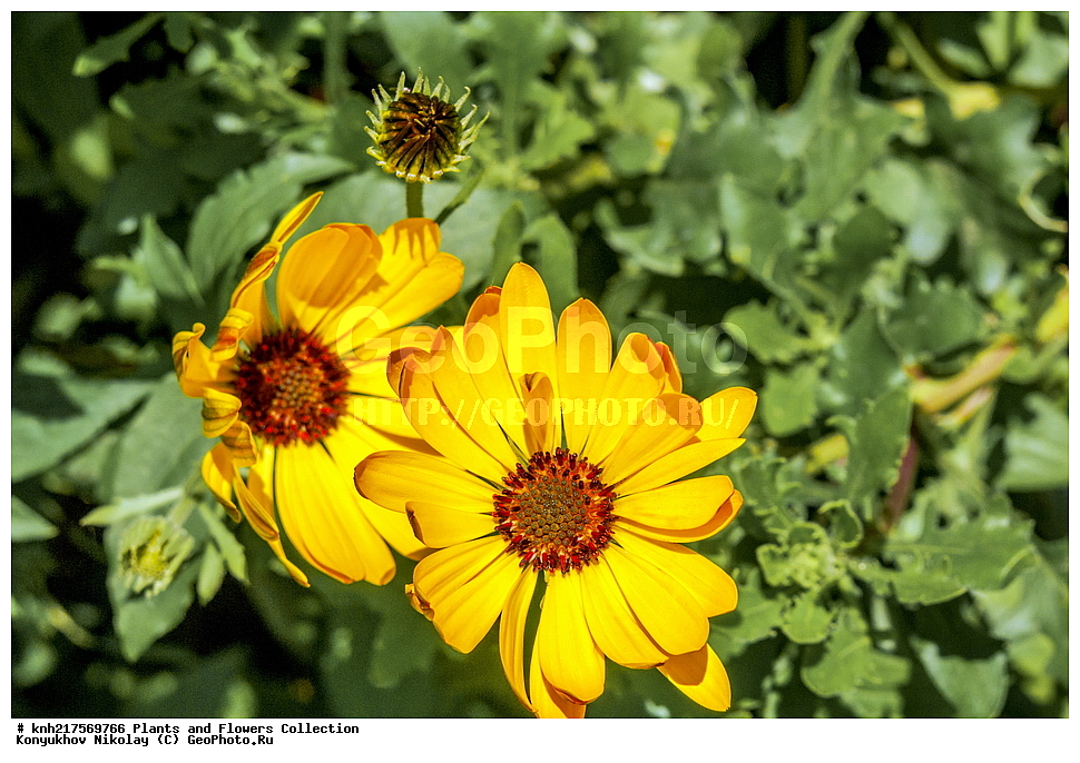 �����������, ���������� �������, ����������� ������, ����������� ����������� �����, ������, ������ ��������, ������ ��������, �����, ���������� ��������, ������� ��������, ������� ��������, ����������� ��������, �����, ����������� ��������, �����, ���������� ��������, ����������, ����������, ������������ ��������, ������������ ��������, ������������, ������������, ������������, �����������, �������, ������� ��������, ������� ��������, ������, �����, DONE, XYZ, ��������, �������������, Asteraceae, Compositae, ����������� ���������, Dimorphotheca sinuata, ����