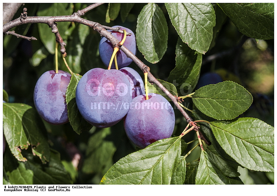 �����������, ���������� �������, ����������� ������, ����������� ����������� �����, ������, ��������, �����, ������ ��������, ���������� ��������, ������� ��������, ������� ��������, ������� ��������, �������������������� ��������, ���������� ��������, ���������� ��������, ������������, ������������, �����, �����, XYZ, DONE, ������������, �������, �����������, Rosaceae, ����� ��������, �������� �����, Prunus domestica