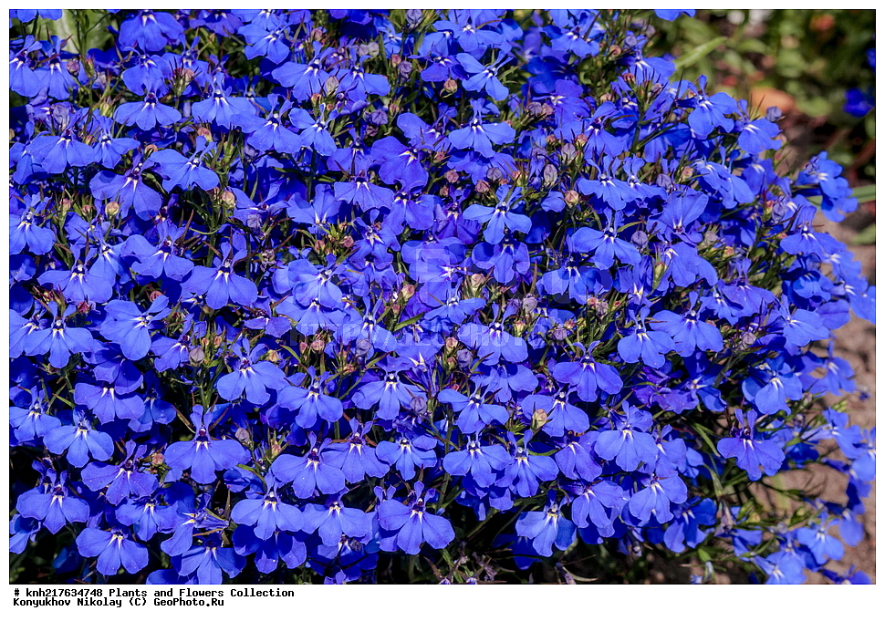 �����������, ���������� �������, ����������� ������, ����������� ����������� �����, ������, ��������, ������ ��������, �����, ���������� ��������, ����������� ��������, �����, ����������� ��������, �����, ����������� ��������, �����������, �����������, ������������ ��������, ������������ ��������, ������������, ������������, ������������, �����������, �������, ������� ��������, ������� ��������, ������, �����, DONE, XYZ, ���������������, Campanulaceae, ����������, Lobeliaceae, ������� ���������, ������� ����������������, ������� ���������, ������� �������, ������� �����, ������� ������, Lobelia erinus, ����