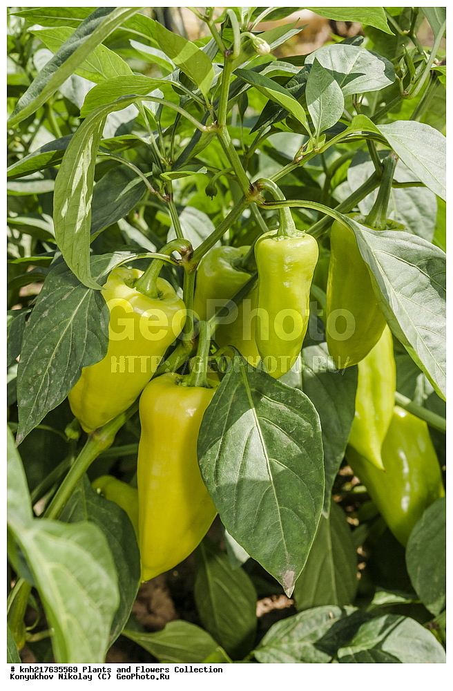 ����, �����������, ���������� �������, ����������� ������, ����������� ����������� �����, ������, ��������, ������ ��������, �����, ���������� ��������, ������� ��������, ������� ��������, ����������� ��������, �����, ����������� ��������, �����, ���������� ��������, ����������, ����������, �������������������� ��������, ���������� ��������, ���������� ��������, ������������, ������������, �����, �����, �����, ������, ����, �����, DONE, XYZ, ����������, ���������, Solanaceae, ���������� ����� ����������, ����� ����������, ��������� �����, ������������ �����, ����� �������, ����� ������, �����-����, ���������� ����� �������, Capsicum annuum, Capsicum frutescens