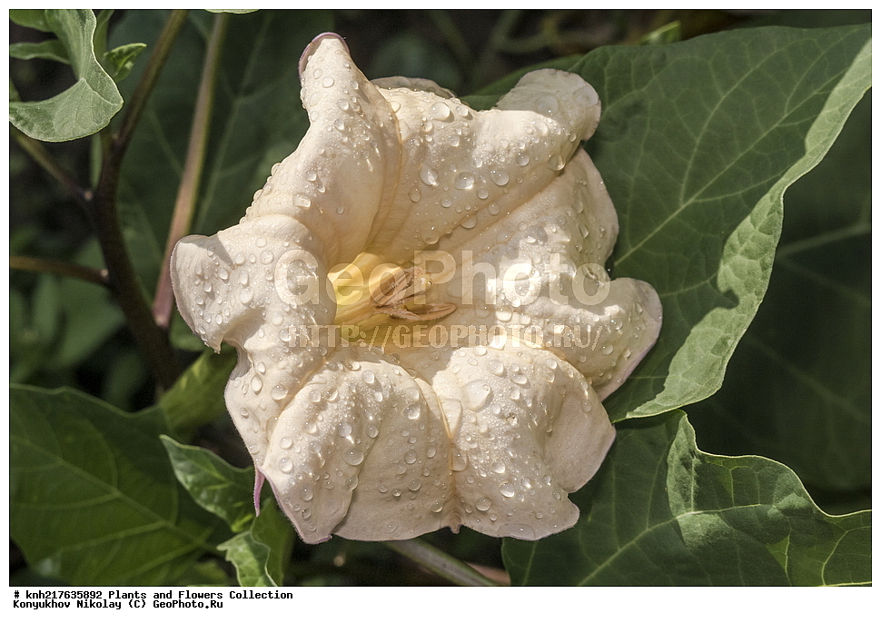 �����������, ���������� �������, ����������� ������, ����������� ����������� �����, ������, ������ ��������, ��������, �����, ���������� ��������, �������, ������� ��������, ������, �����, ����������� ��������, �����, ����������� ��������, �����, ���������� ��������, ����������, ������������ ��������, ������������ ��������, ������������, ������������ �����������, �����������, ������������, XYZ, DONE, ����������, ���������, Solanaceae, ������ ������������, ������ �������, ��������� ���, ����� ���������, ������� �����, ���������, ��������, ����� �����, �����-�����, ������� �����, ������� ������, ������, �����, ���������, Datura stramonium