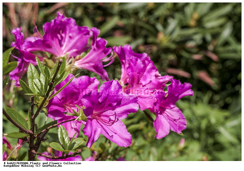 �����������, ���������� �������, ����������� ������, ����������� ����������� �����, ������, ������ ��������, �����, ��������, ���������� ��������, ���������, ����������, ����������� ��������, �����������, �����������, ������, �����, �������, ������� ��������, DONE, XYZ, ����������, Ericaceae, ������ ������, ���� ��� �����, ��� ������, Rhododendron malvaticum, Rhododendron kaempferi